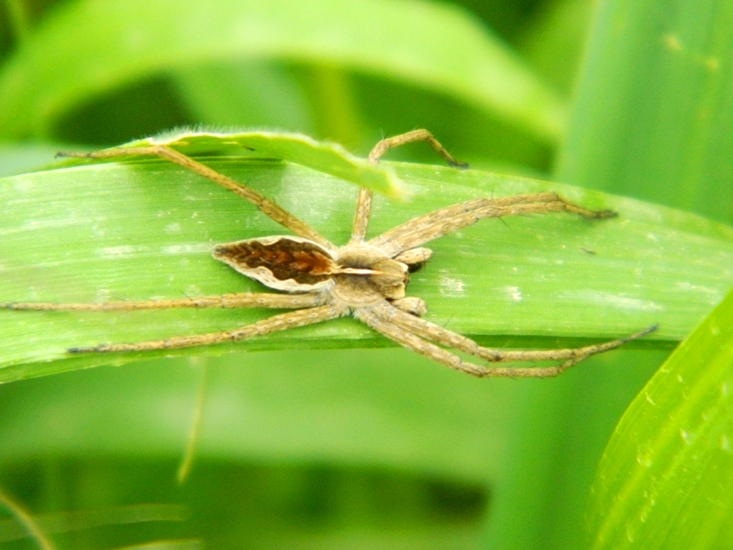 Sfilata di Pisaura sp. - Viadana (MN)